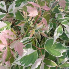 5056771003400 1 Acer negundo Flamingo 3L ci.jpg